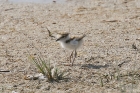 Little Ringed Plover by Mick Dryden