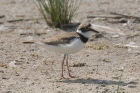 Little Ringed Plover by Mick Dryden