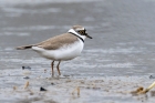 Little Ringed Plover by Romano da Costa