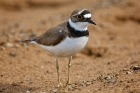 Little-ringed Plover by Paul Marshall