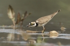 Little Ringed Plover by Alan Modral