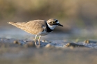 Little Ringed Plover by Romano da Costa