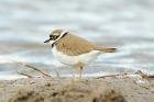 Little Ringed Plover by Romano da Costa