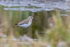 Little Stint by Romano da Costa