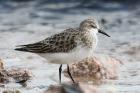 Little Stint by Mick Dryden