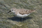 Little Stint by Mick Dryden Little Stint by Mick Dryden