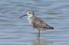 Marsh Sandpiper by Mick Dryden