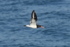 Oystercatcher by Mick Dryden