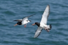 Oystercatchers by Mick Dryden