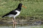 Oystercatcher by Romano da Costa