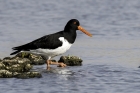 Oystercatcher by Romano da Costa