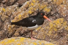 Oystercatcher by Mick Dryden