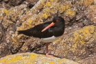 Oystercatcher by Mick Dryden Oystercatcher by Mick Dryden