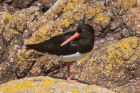 Oystercatcher by Mick Dryden