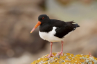 Oystercatcher by Mick Dryden