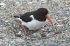 Oystercatcher by Mick Dryden Oystercatcher by Mick Dryden
