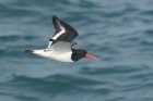 Oystercatcher by Mick Dryden