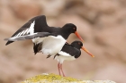 Oystercatchers by Mick Dryden