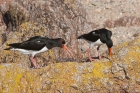 Oystercatcher by Mick Dryden