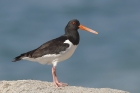 Oystercatcher by Mick Dryden Oystercatcher by Mick Dryden