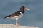 Oystercatcher by Mick Dryden