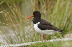 Oystercatcher by Mick Dryden