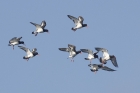 Oystercatchers by Mick Dryden