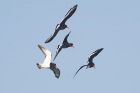 Oystercatcher by Mick Dryden Oystercatcher by Mick Dryden