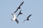 Oystercatcher by Mick Dryden