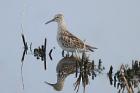 Pectoral Sandpiper by Mick Dryden