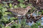 Pectoral Sandpiper by Roy Filleul