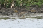 Pectoral Sandpiper by Mick Dryden