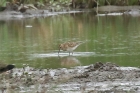 Pectoral Sandpiper by Mick Dryden Pectoral Sandpiper by Mick Dryden
