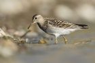 Pectoral Sandpiper by Romano da Costa Pectoral Sandpiper by Romano da Costa