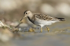 Pectoral Sandpiper by Romano da Costa