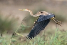 Purple Heron by Romano da Costa Purple Heron by Romano da Costa