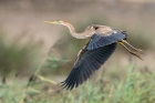 Purple Heron by Romano da Costa