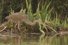 Purple Heron by Mick Dryden