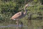 Purple Heron by Mick Dryden