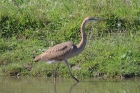 Purple Heron by Tony Paintin