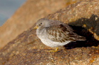 Purple Sandpiper by Mick Dryden