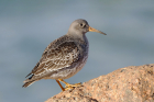 Purple Sandpiper by Mick Dryden