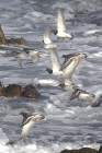 Purple Sandpipers by Mick Dryden Purple Sandpipers by Mick Dryden