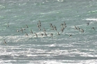 Purple Sandpipers by John Ovenden