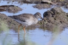 Redshank by Tony Paintin