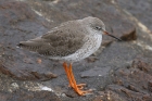 Redshank by Mick Dryden