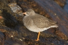 Redshank by Mick Dryden