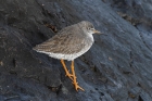 Redshank by Stewart Logan