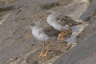 Redshanks by Mick Dryden