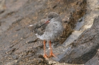 Common Redshank by Mick Dryden